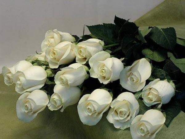 розы белые. (600x450, 35Kb)