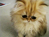 3962831_tumblr_lwzm03H6eR1qeqwq8o2_250 (160x120, 283Kb)