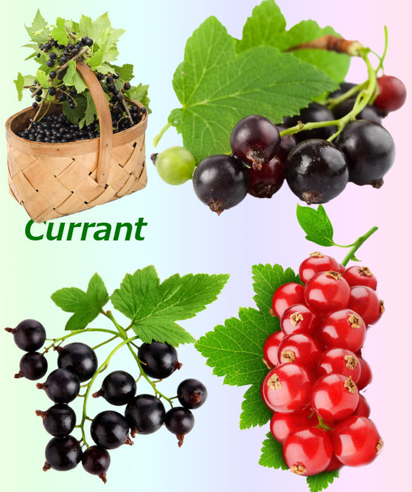 4865645_01Currant (586x700, 138Kb)