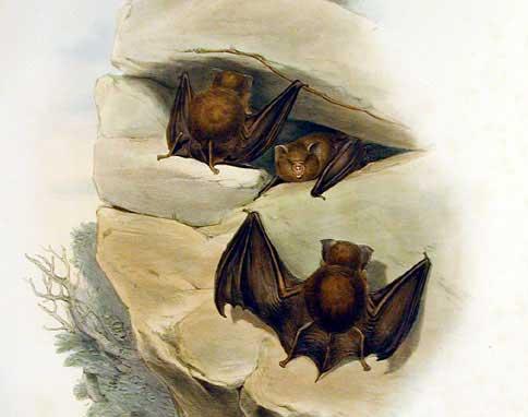 Hipposideros_cervinus_-_Gould (484x382, 21Kb)