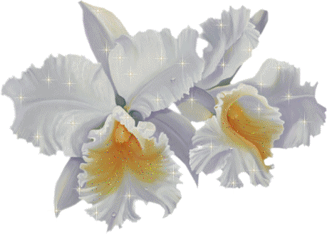орхидеи (459x329, 77Kb)