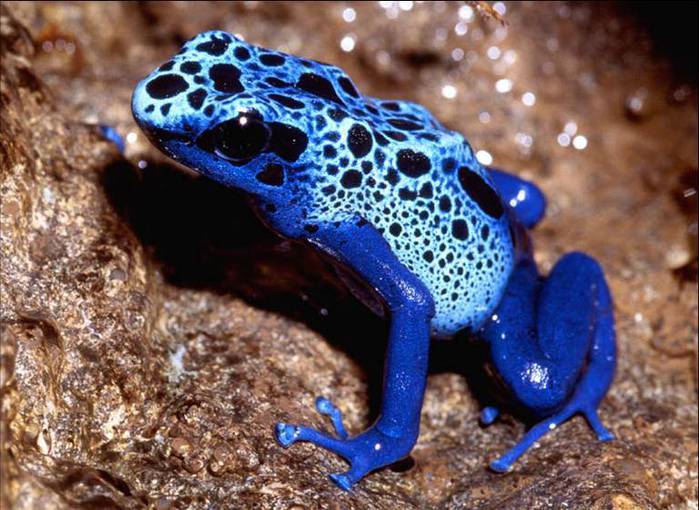 Dart frogs (700x510, 69Kb)