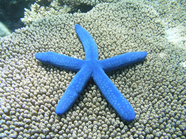 название морской звезды синего цвета с красными пятнами совершенно