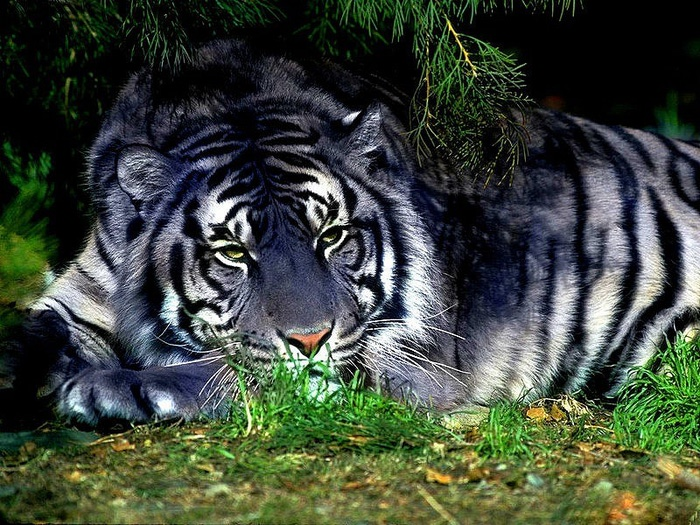 Tiger (700x525, 195Kb)