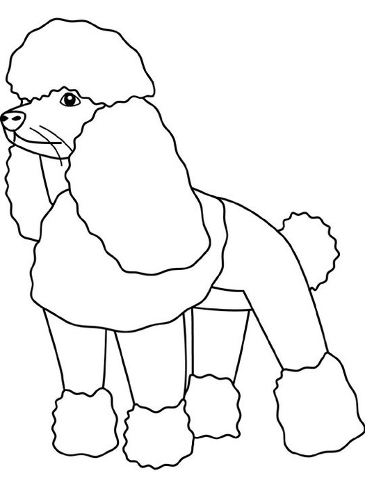 dogs_coloring_pages_poodle (525x700, 33Kb)