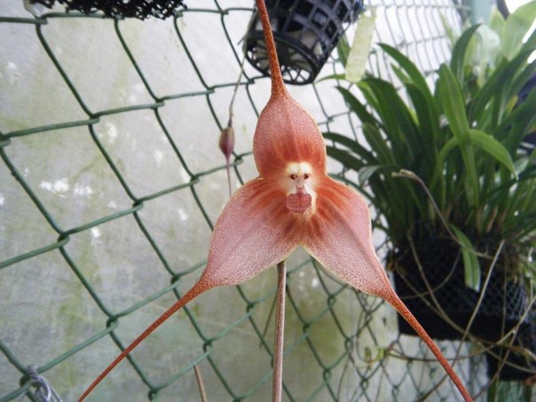 необычные орхидеи фото 1 (604x453, 63Kb)