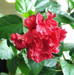 88908855_hibiscus4.jpg