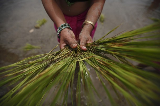 Праздник посадки риса (Asar Pandhra festival), в Покхаре, Непал, 29  июня 2012 года