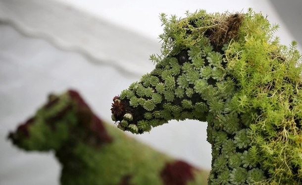 Крупнейшее садоводническое шоу в Великобритании 'Hampton Court Palace Flower Show', 03-08 июля 2012 года