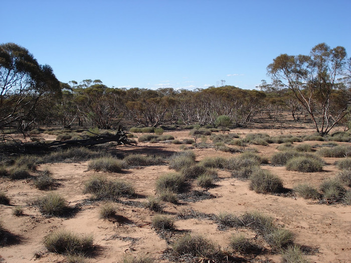 Национальный Парк Манго - Mungo National Park 77442