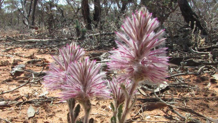 Национальный Парк Манго - Mungo National Park 50807