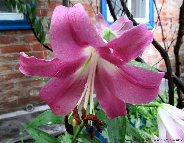IMG_2437 (700x541, 331Kb)