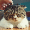 3248770_88268238_large_88202518_3202281_tumblr_m20u9pS3zs1qjnz7so1_500 (100x100, 51Kb)