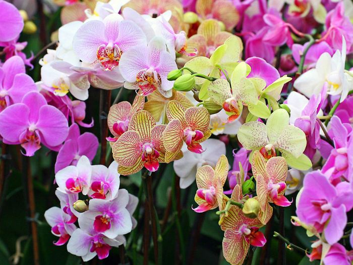 орхидеи 1 (700x525, 250Kb)