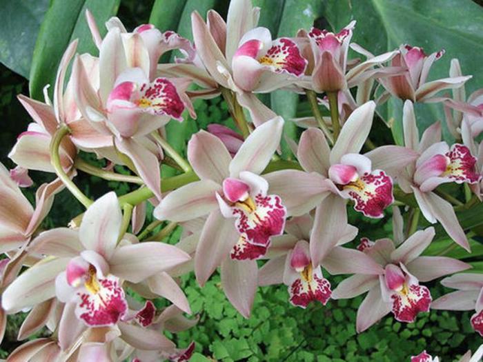 орхидеи7 (700x525, 69Kb)