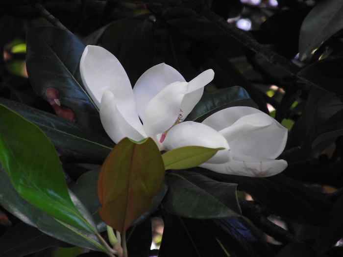 3646178_DSCF2533 (700x525, 194Kb)