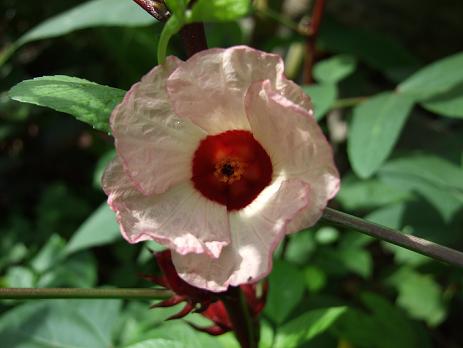 hibiscus-sabdariffa-flower (463x348, 31Kb)