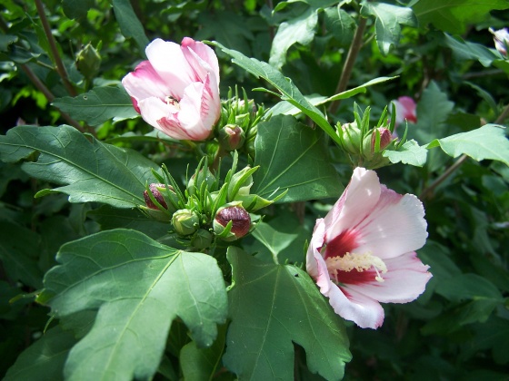 med-hibiscus-syriacus-visoflora-5461 (560x420, 101Kb)