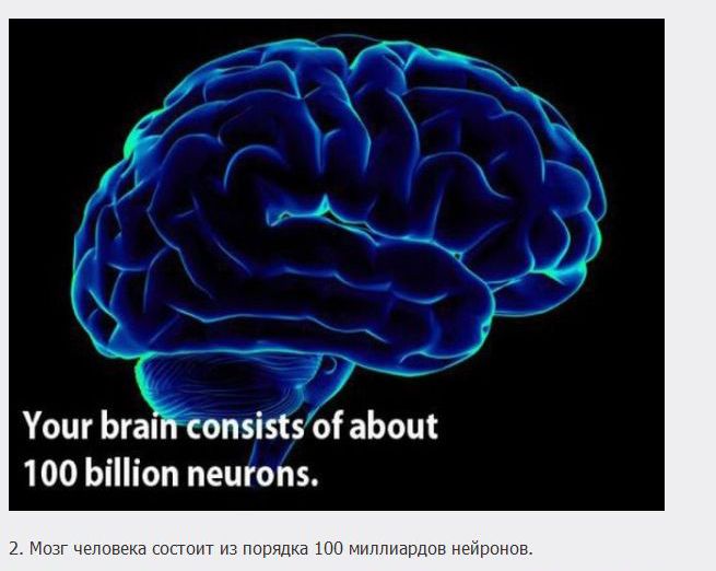 18 фактов о мозге