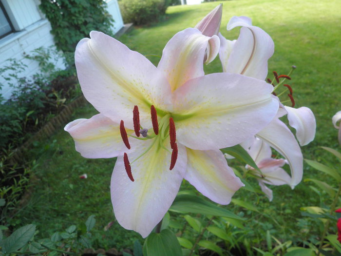 P8150016 (700x525, 77Kb)