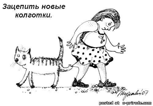 Kot_umet_6 (500x346, 30Kb)