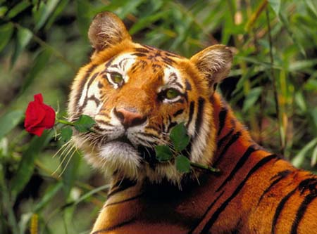 Тигр с розой (450x333, 36Kb)