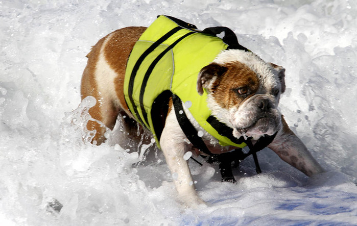 dogssurfing-1 (700x443, 102Kb)