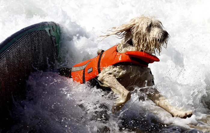 dogssurfing-2 (700x443, 119Kb)
