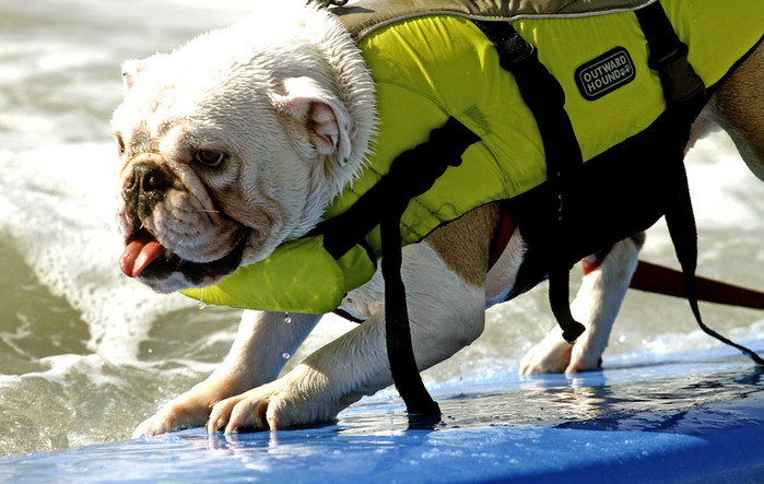 dogssurfing-4 (700x443, 112Kb)