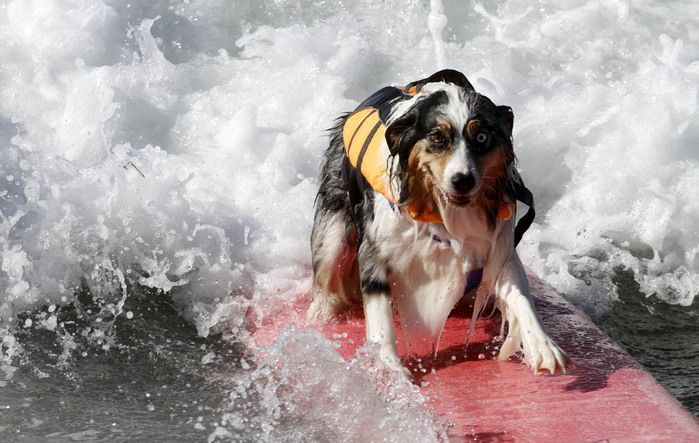 dogssurfing-6 (700x443, 114Kb)
