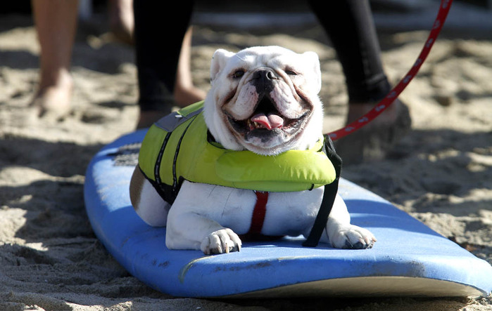 dogssurfing-7 (700x443, 90Kb)