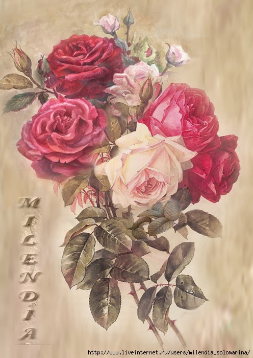 Rosesmilendia8 (496x700, 253Kb)