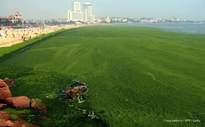 Большой зелёный прилив (China hit by largest ever algae bloom)