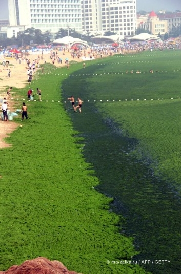 Большой зелёный прилив (China hit by largest ever algae bloom)