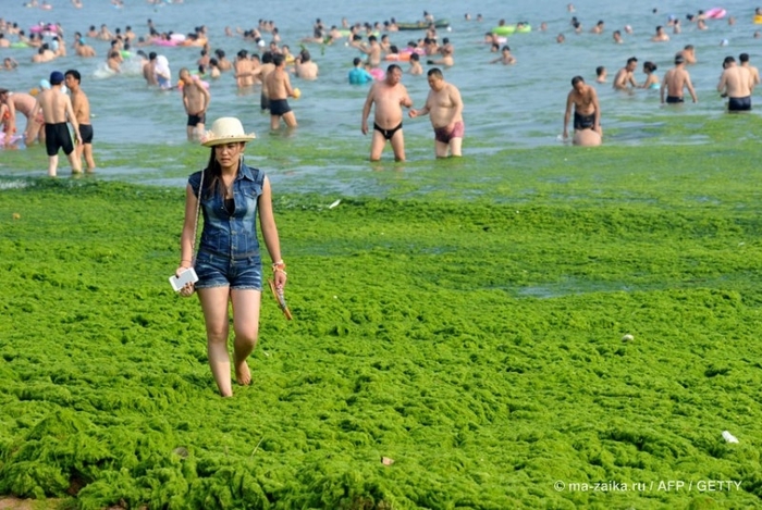 Большой зелёный прилив (China hit by largest ever algae bloom)