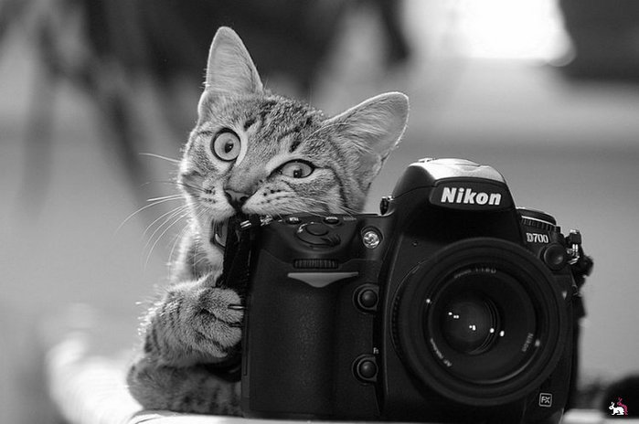 3085196_1438377627_animalswithcamerahelpingphotographers8__880 (700x464, 46Kb)