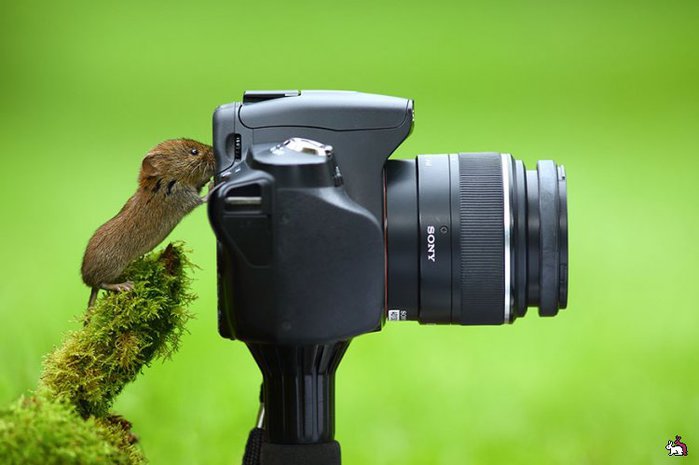 3085196_1438377518_animalswithcamerahelpingphotographers3__880 (700x465, 39Kb)