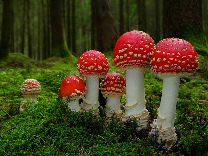 red-mushrooms-amanita-muscaria-l (700x524, 518Kb)