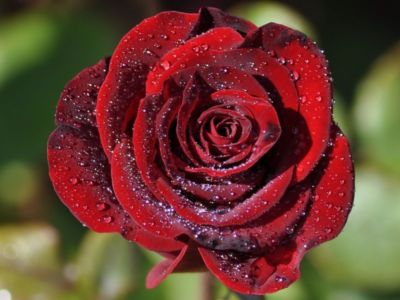 Розы сладкий аромат3кр (400x300, 23Kb)