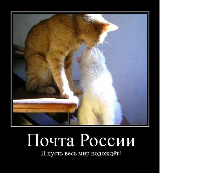 демотиватор с котом демотиваторы коты кошки любовь коты демотиватор почта россии и пусть весь мир подождет (700x598, 202Kb)