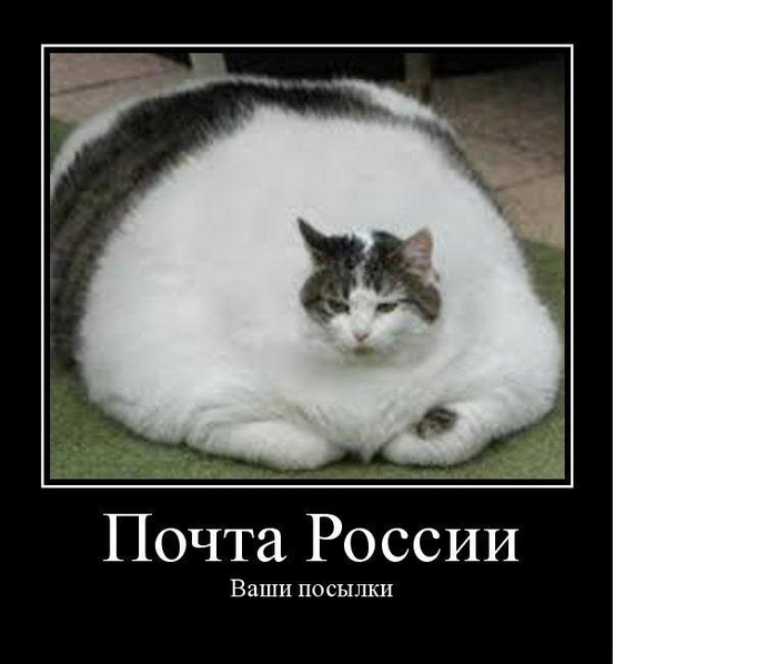 демотиватор с котом демотиваторы коты черно-белый кот жирный кот почта росси демотиватор (700x598, 143Kb)