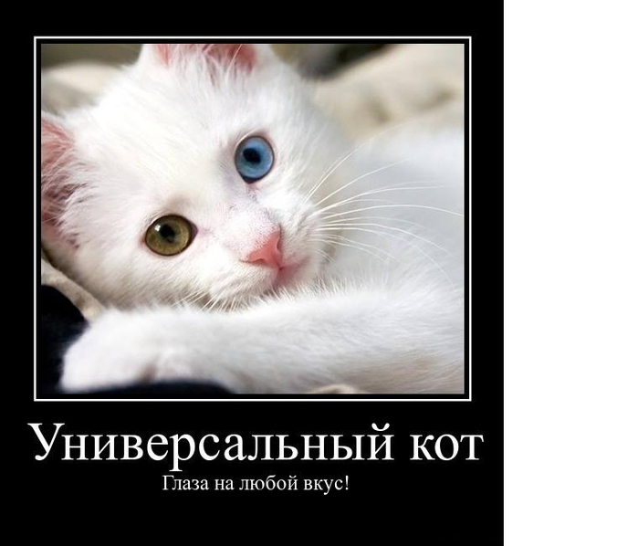 демотиватор с котом демотиваторы коты черно-белый кот разные глаза кот разонглазый кот (700x598, 166Kb)