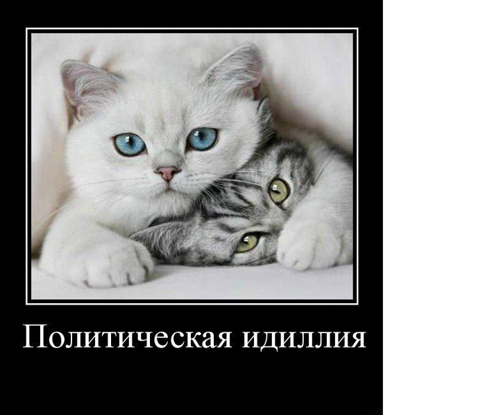 демотиваторы с котами  белый серый любовь свадьба политика идиллия голубые глаза коты кошки (700x598, 159Kb)