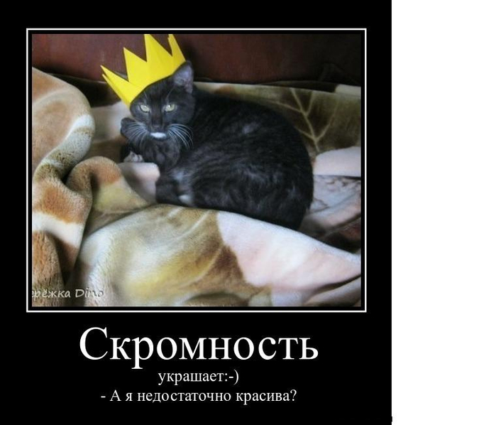 демотиваторы с котами  черный корона царь кот (700x598, 197Kb)