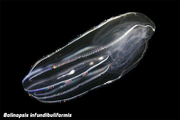 Bolinopsis-infundibuliformis (700x467, 227Kb)