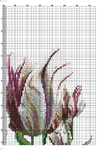  Rembrandt Tulips-004 (494x700, 359Kb)