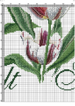  Rembrandt Tulips-007 (494x700, 442Kb)