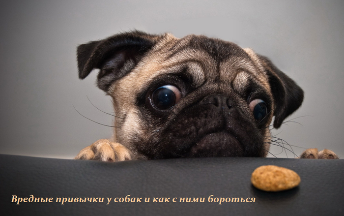 1439819129_Vrednuye_privuychki_u_sobak_i_kak_s_nimi_borot_sya (700x439, 378Kb)