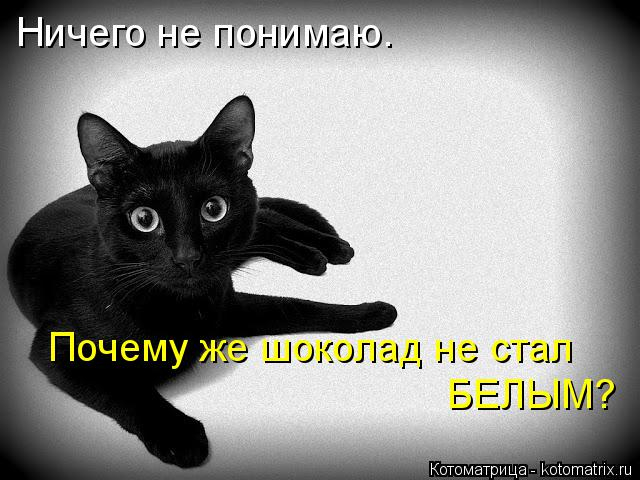 kotomatritsa_0 (640x480, 176Kb)