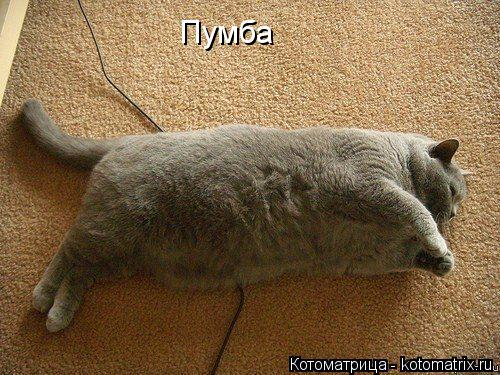 kotomatritsa_1W (500x375, 280Kb)